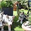 Besuch Tazanna und Pan 109